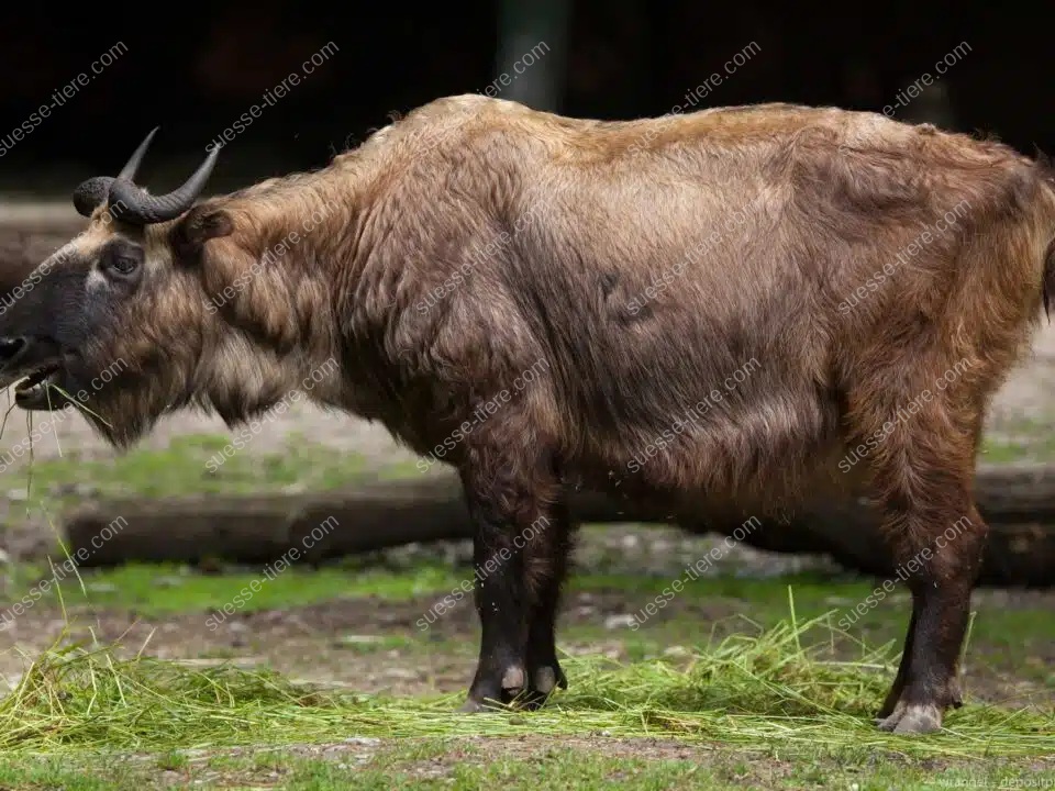 Ein Mishmi-Takin mit zottigem Fell und gebogenen Hörnern steht in einer bergigen Landschaft.