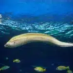 Eine Netzmuräne zeigt ihr geflecktes Muster, während sie im offenen Meer schwimmt.