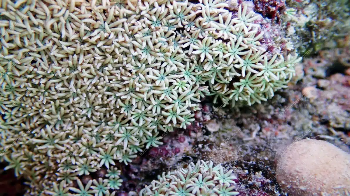 Eine Orgelkoralle mit vielen sternförmigen Polypen wächst im tropischen Riff.