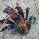 Ein Palmendieb sitzt auf sandigem Boden und streckt seine bunten Scheren weit aus.