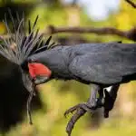 Ein Palmkakadu sitzt mit aufgerichtetem Federkamm auf einem Ast im Regenwald.