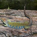Eine Perleidechse liegt auf Baumrinde, ihr grün-blaues Schuppenkleid hebt sich deutlich vom Untergrund ab.