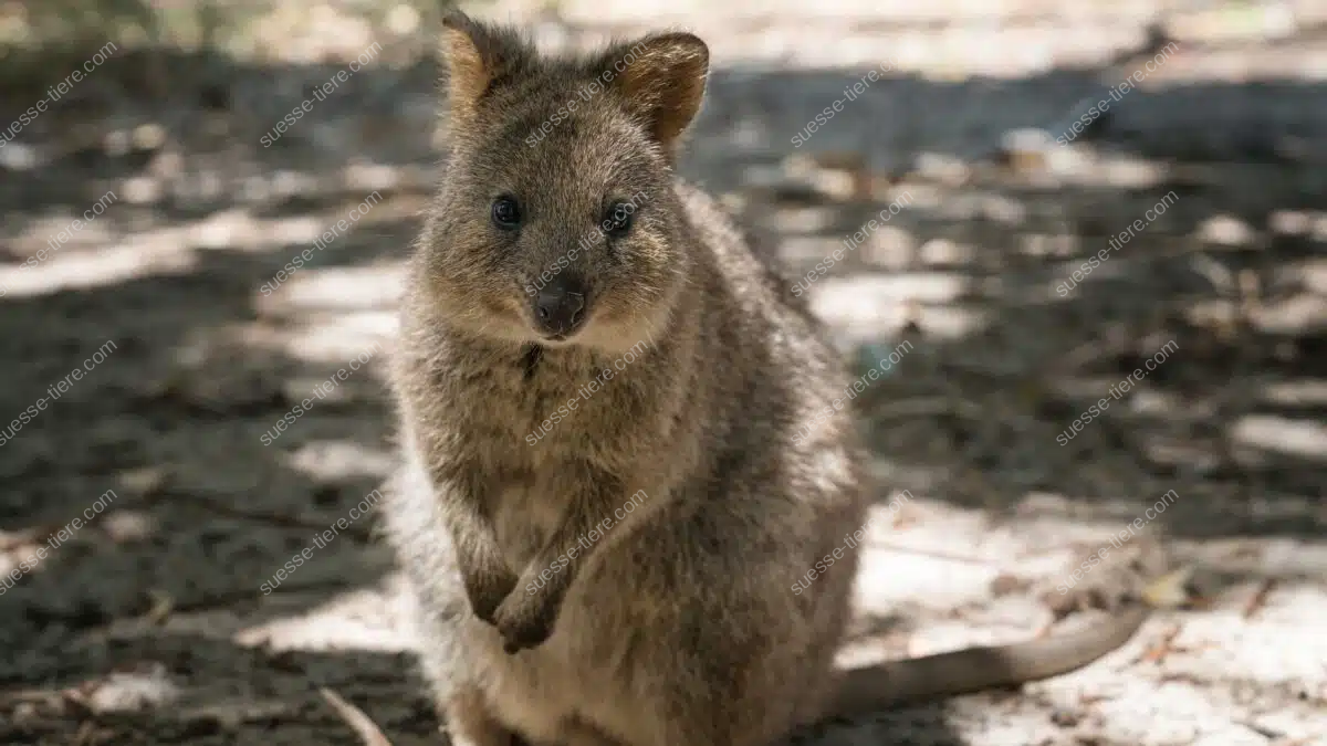 Ein Quokka mit rundem Gesicht und großen Augen sitzt im Schatten und schaut aufmerksam in die Kamera.