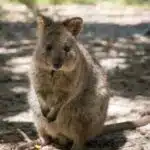 Ein Quokka mit rundem Gesicht und großen Augen sitzt im Schatten und schaut aufmerksam in die Kamera.