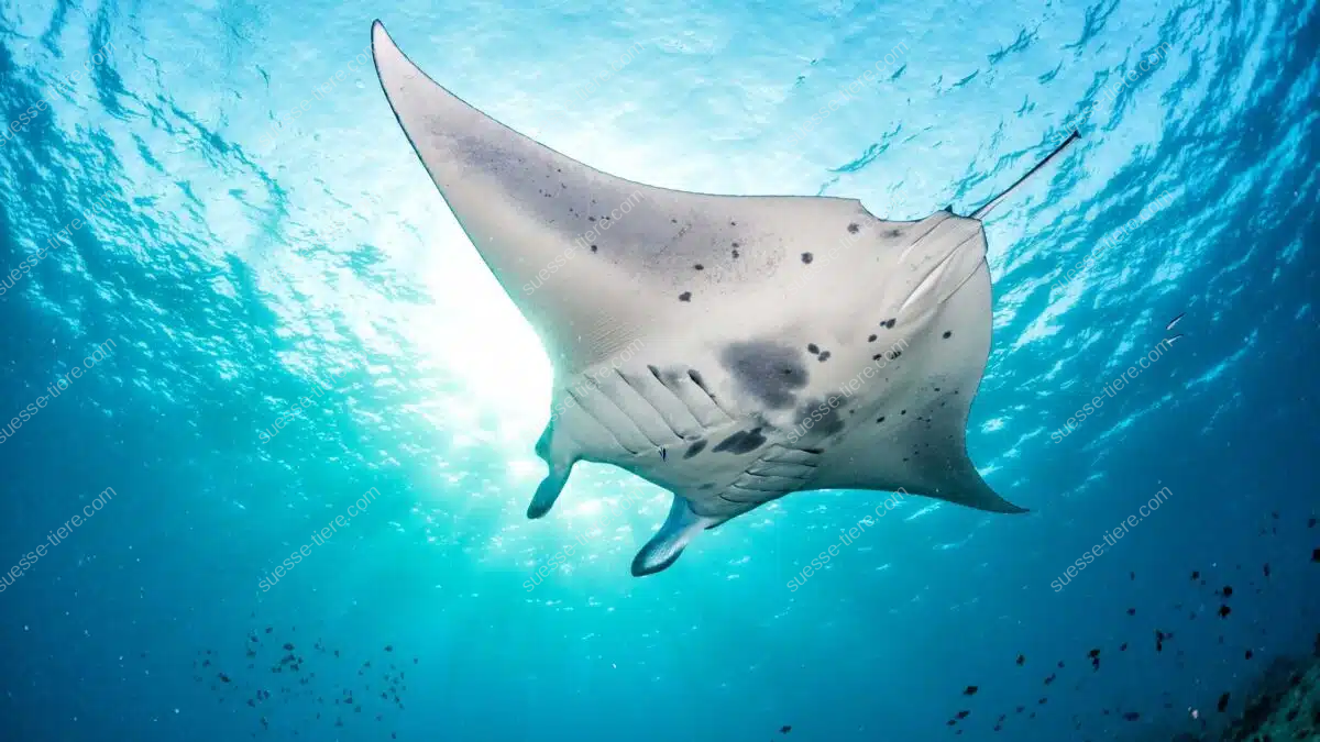 Ein Riesenmanta gleitet majestätisch durch das klare blaue Meerwasser.