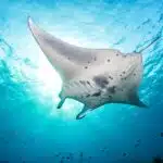 Ein Riesenmanta gleitet majestätisch durch das klare blaue Meerwasser.