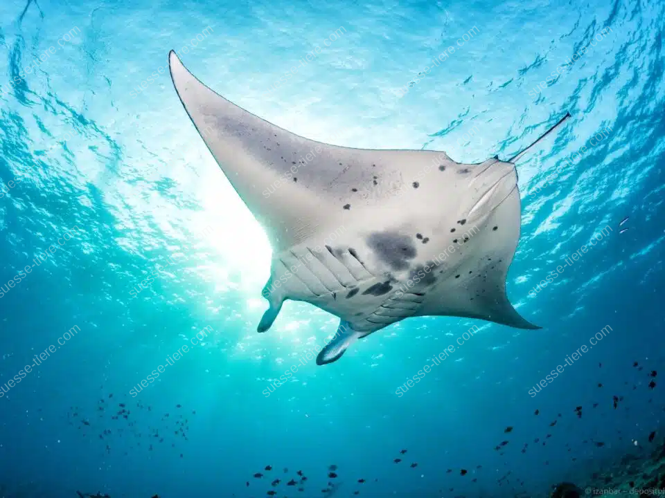 Ein Riesenmanta gleitet majestätisch durch das klare blaue Meerwasser.