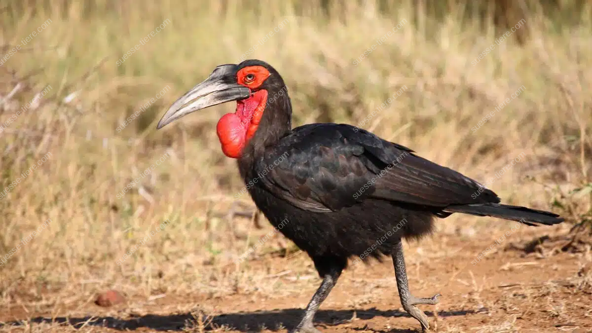 Ein Rotgesicht-Hornrabe mit rotem Gesicht schreitet majestätisch durch die afrikanische Savanne.