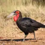 Ein Rotgesicht-Hornrabe mit rotem Gesicht schreitet majestätisch durch die afrikanische Savanne.