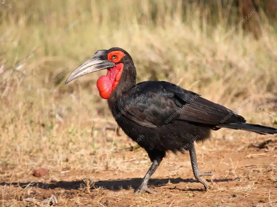 Ein Rotgesicht-Hornrabe mit rotem Gesicht schreitet majestätisch durch die afrikanische Savanne.