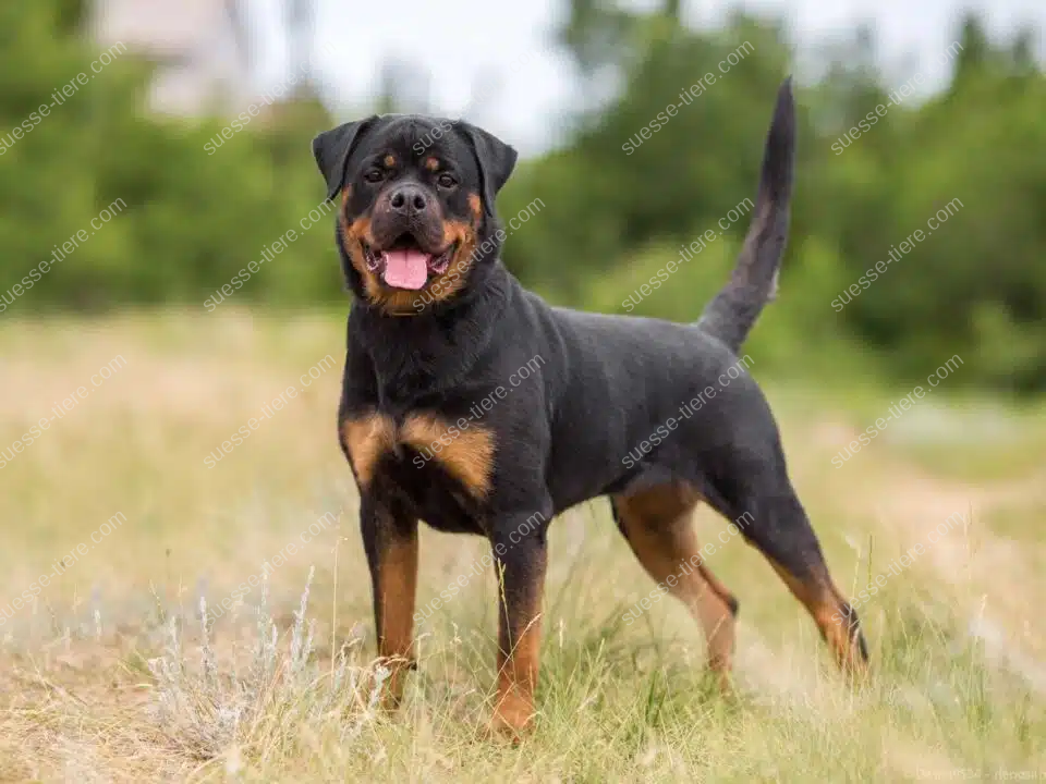 Ein kräftiger Rottweiler mit schwarzem Fell und braunen Abzeichen steht auf einer Wiese und blickt nach vorne.