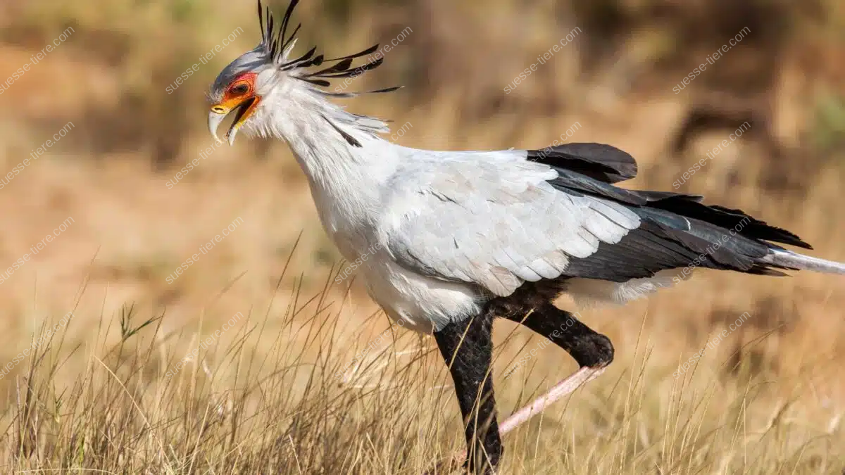 Ein Sekretär (Vogel) läuft durch die afrikanische Savanne, sein Federbüschel weht im Wind.