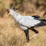 Ein Sekretär (Vogel) läuft durch die afrikanische Savanne, sein Federbüschel weht im Wind.
