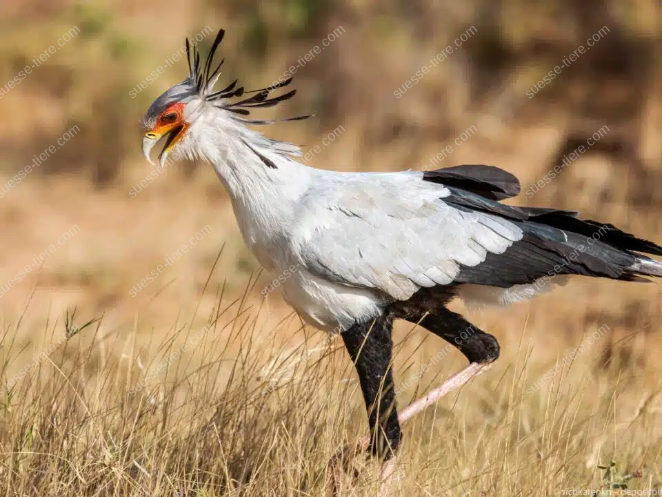 Ein Sekretär (Vogel) läuft durch die afrikanische Savanne, sein Federbüschel weht im Wind.