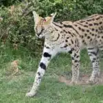 Ein Serval mit großen Ohren schreitet aufmerksam durch das Grasland.