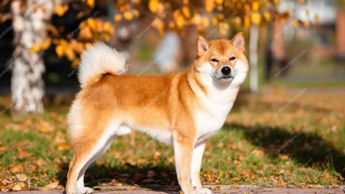 Ein Shiba Inu mit rötlichem Fell, aufgerichteten Ohren und buschiger Ringelrute steht aufmerksam im Freien.
