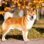 Ein Shiba Inu mit rötlichem Fell, aufgerichteten Ohren und buschiger Ringelrute steht aufmerksam im Freien.