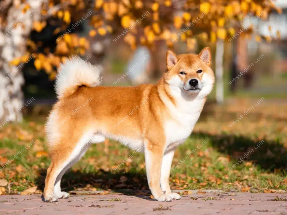 Ein Shiba Inu mit rötlichem Fell, aufgerichteten Ohren und buschiger Ringelrute steht aufmerksam im Freien.