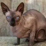 Eine Sphynx-Katze sitzt aufmerksam und zeigt ihre charakteristische, fast haarlose Haut.