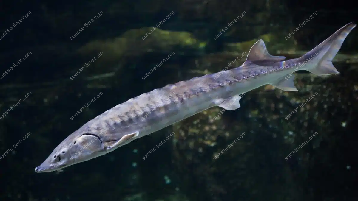 Ein Stör gleitet durch das Wasser und zeigt seine markante Körperform.