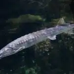 Ein Stör gleitet durch das Wasser und zeigt seine markante Körperform.