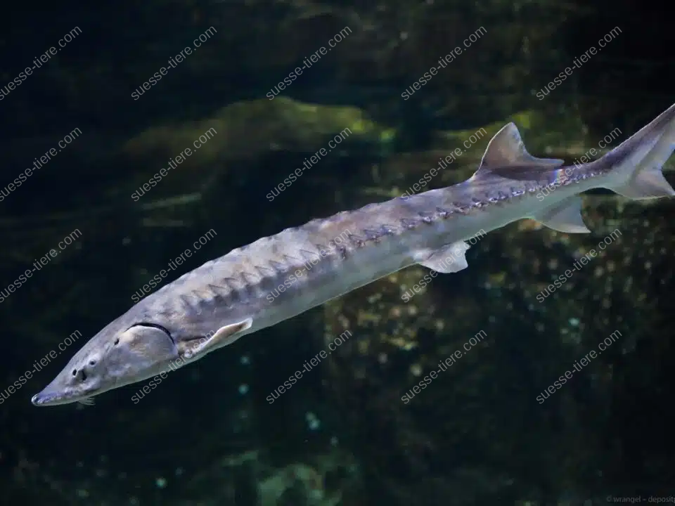 Ein Stör gleitet durch das Wasser und zeigt seine markante Körperform.