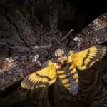 Ein Totenkopfschwärmer sitzt mit ausgebreiteten Flügeln auf dunkler Baumrinde im nächtlichen Licht.