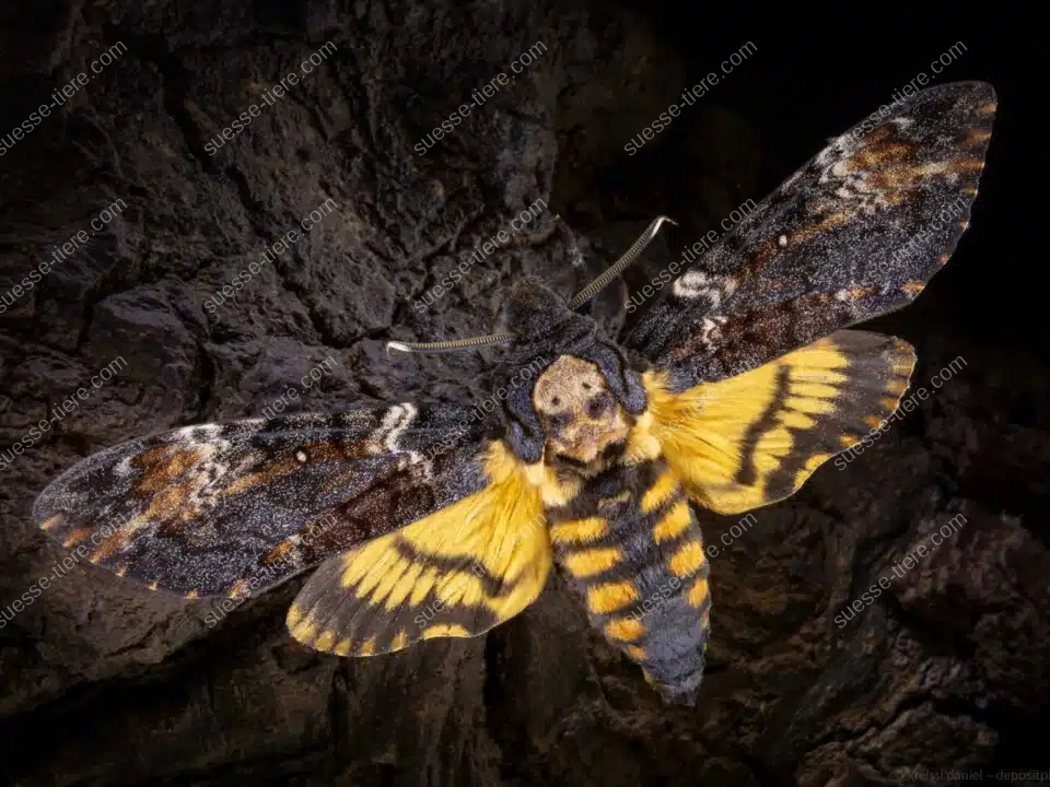 Ein Totenkopfschwärmer sitzt mit ausgebreiteten Flügeln auf dunkler Baumrinde im nächtlichen Licht.