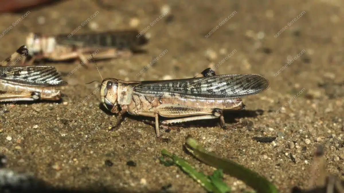 Eine Wüstenheuschrecke sitzt auf trockenem Boden, ihre Flügel und kräftigen Beine sind deutlich zu erkennen.