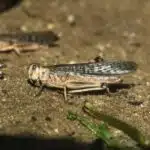 Eine Wüstenheuschrecke sitzt auf trockenem Boden, ihre Flügel und kräftigen Beine sind deutlich zu erkennen.