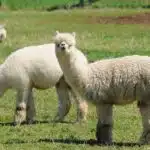 Zwei Alpakas stehen auf einer grünen Wiese im Hochland der Anden, ihre flauschigen Felle leuchten im Sonnenlicht.