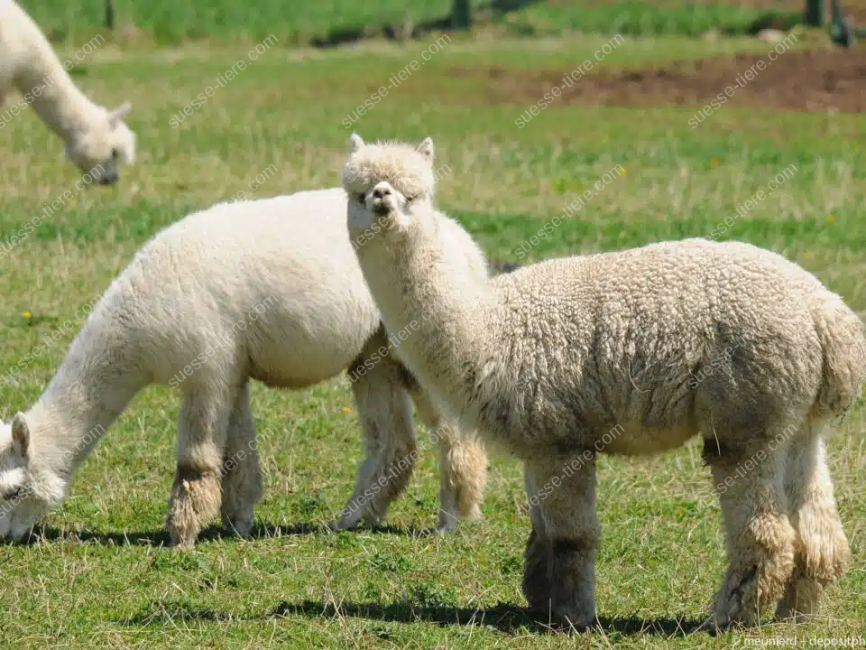 Zwei Alpakas stehen auf einer grünen Wiese im Hochland der Anden, ihre flauschigen Felle leuchten im Sonnenlicht.