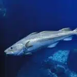 Ein Atlantischer Kabeljau mit markanter Seitenlinie schwimmt ruhig im kalten Nordatlantik.