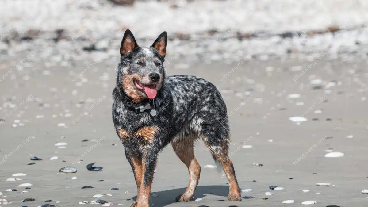Ein Australian Cattle Dog mit nassem Fell steht am Strand zwischen Muscheln und blickt aufmerksam zur Seite.
