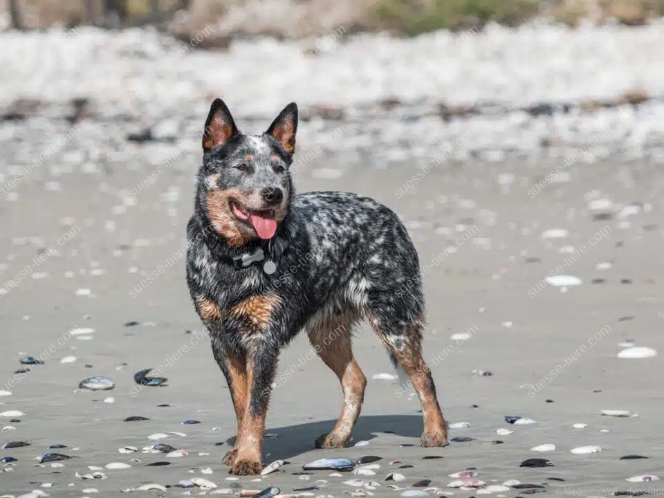 Ein Australian Cattle Dog mit nassem Fell steht am Strand zwischen Muscheln und blickt aufmerksam zur Seite.