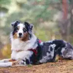 Ein Australian Shepherd liegt auf einem Waldboden und blickt aufmerksam in die Ferne.