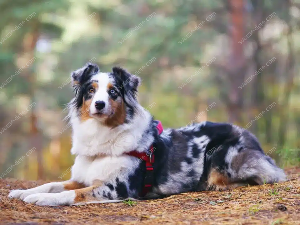 Ein Australian Shepherd liegt auf einem Waldboden und blickt aufmerksam in die Ferne.