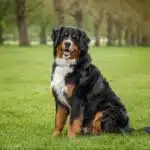 Ein Berner Sennenhund mit glänzendem Fell sitzt im Gras und schaut aufmerksam nach vorne.