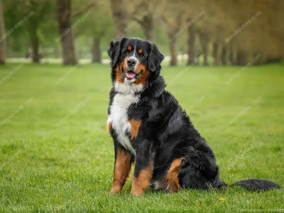Ein Berner Sennenhund mit glänzendem Fell sitzt im Gras und schaut aufmerksam nach vorne.