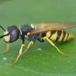 Ein Bienenwolf mit gelb-schwarzem Körper sitzt auf einem grünen Blatt und zeigt seine typischen Flügel und Färbung.
