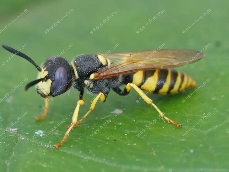 Ein Bienenwolf mit gelb-schwarzem Körper sitzt auf einem grünen Blatt und zeigt seine typischen Flügel und Färbung.