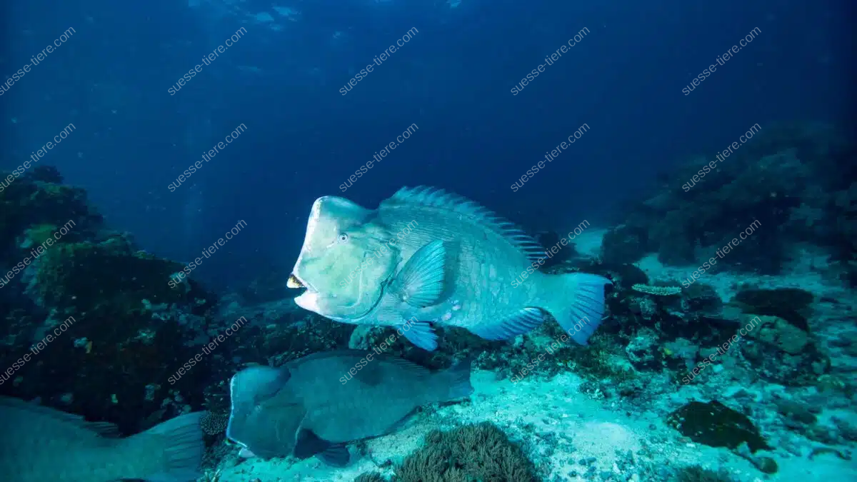 Ein Büffelkopf-Papageifisch schwimmt über ein buntes Korallenriff im klaren Wasser und zeigt seinen markanten Stirnbuckel.