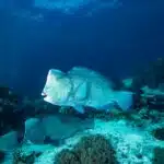 Ein Büffelkopf-Papageifisch schwimmt über ein buntes Korallenriff im klaren Wasser und zeigt seinen markanten Stirnbuckel.