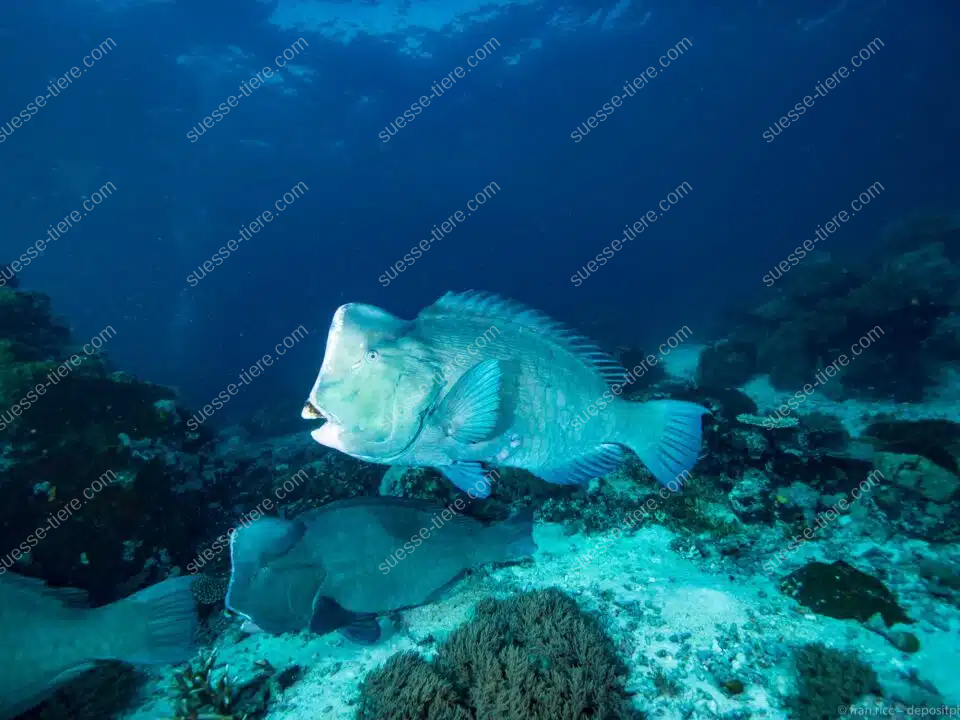 Ein Büffelkopf-Papageifisch schwimmt über ein buntes Korallenriff im klaren Wasser und zeigt seinen markanten Stirnbuckel.