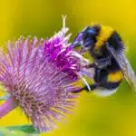 Eine Dunkle Erdhummel sammelt Nektar auf einer violetten Blüte im warmen Sonnenlicht.