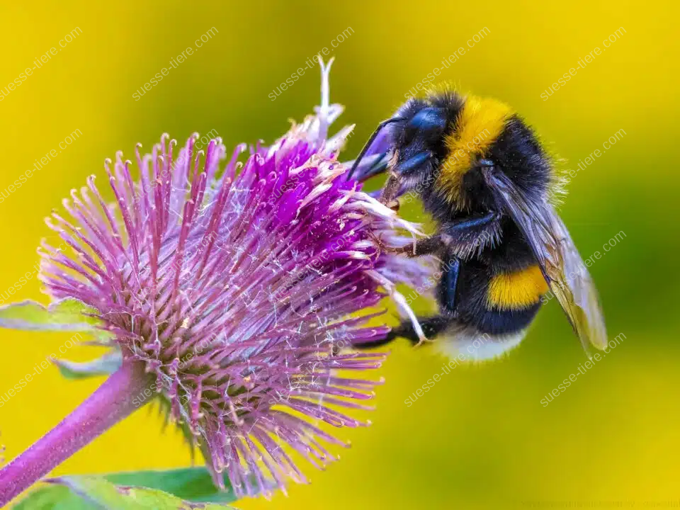Eine Dunkle Erdhummel sammelt Nektar auf einer violetten Blüte im warmen Sonnenlicht.