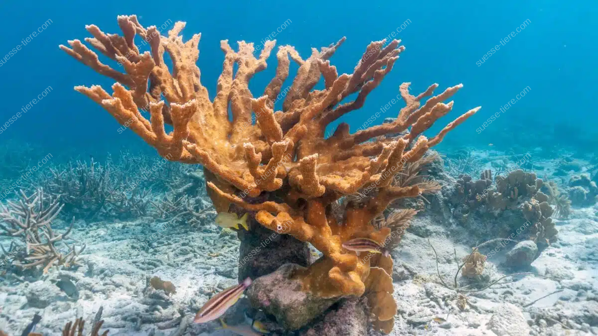 Eine Elchgeweihkoralle mit weit verzweigten, hellbraunen Ästen wächst in klarem, sonnendurchflutetem Wasser.