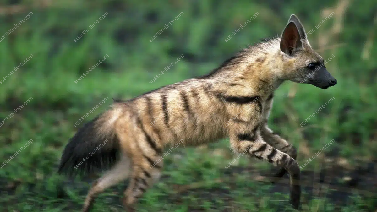 Ein Erdwolf mit gestreiftem Fell läuft aufmerksam durch eine grüne Savannenlandschaft.