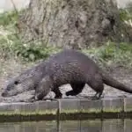 Eurasischer Fischotter steht am Ufer eines Flusses, bereit zum Sprung ins Wasser.