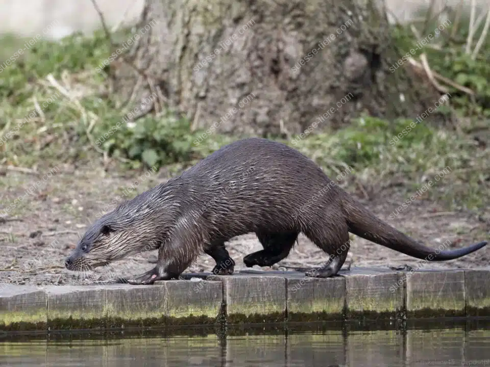 Eurasischer Fischotter steht am Ufer eines Flusses, bereit zum Sprung ins Wasser.